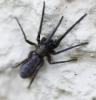 Segestria florentina